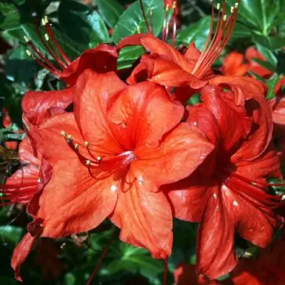 Азалия ДОЛОРОСО листопадная в Жлобине