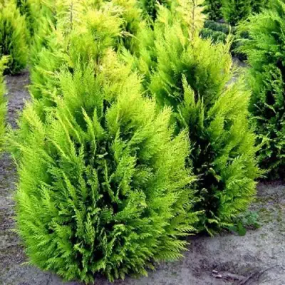 Кипарисовик ИВОНЕ лавсана в Жлобине