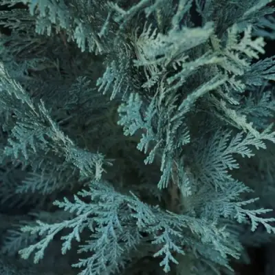 Кипарисовик ВАН ПЕЛЬТС БЛЮ лавсона в Жлобине