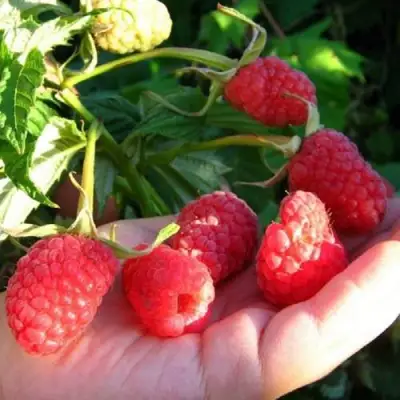 Малина ГОРДОСТЬ РОССИИ в Жлобине