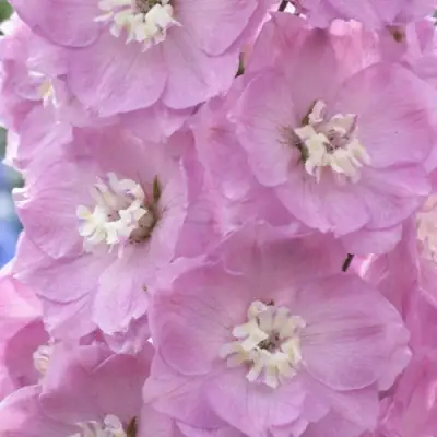 Дельфиниум ПЕТТИКОУТ гибридный в Жлобине