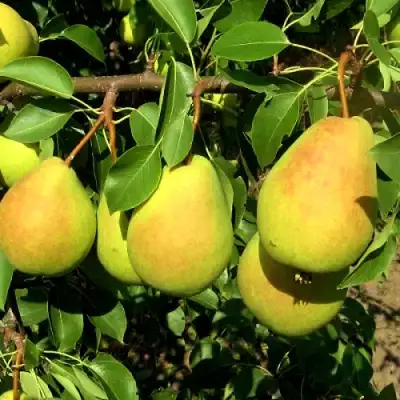 Груша ФЛЕЙТА в Жлобине