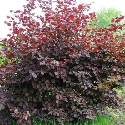 Фундук СИРЕНА в Жлобине