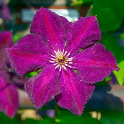 Клематис ГРЮНВАЛЬД в Жлобине