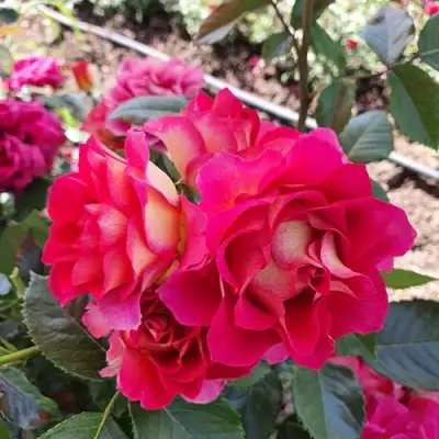 Роза БРЕРА флорибунда в Жлобине