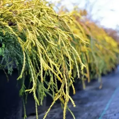 Кипарисовик ВАВЕЛ горохоплодный в Жлобине