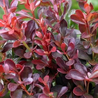 Барбарис АТРОПУРПУРЕА НАНА тунберга в Жлобине