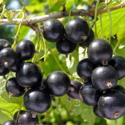 Смородина черная ОРЛОВСКИЙ ВАЛЬС в Жлобине