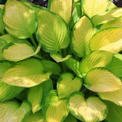 Хоста ГОЛД СТАНДАРТ Форчуна в Жлобине