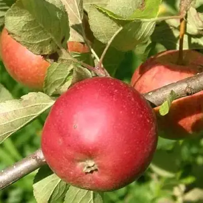 Яблоня ПОСПЕХ в Жлобине