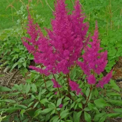 Астильба ЭЛИЗАБЕТ ВАН ВИН японская в Жлобине