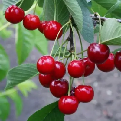 Вишня ЗАРАНКА в Жлобине