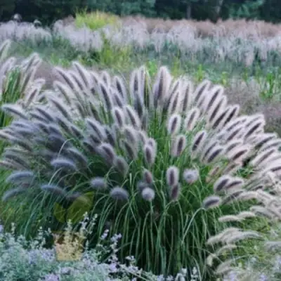 Пеннисетум БЛЭК БЬЮТИ в Жлобине