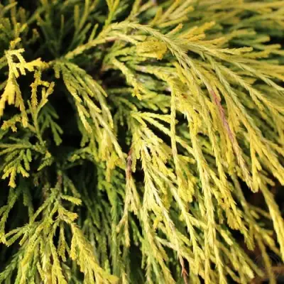 Кипарисовик ГОЛДЕН МОП горохоплодный в Жлобине