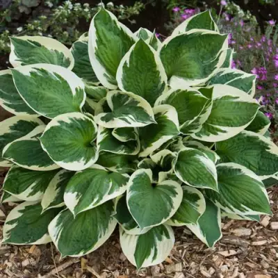 Хоста КАРИН гибридная в Жлобине