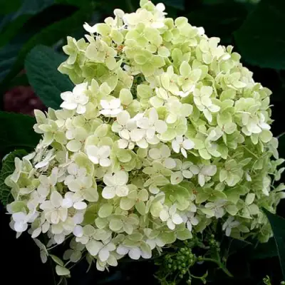 гортензия Стерилис