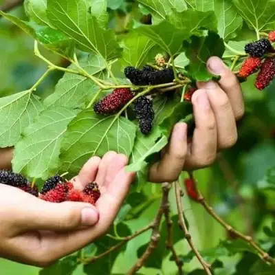 Шелковица ГАЛИЦИЯ в Жлобине