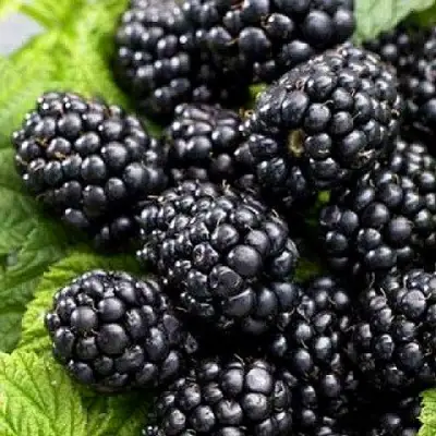 Ежевика БЖЕЗИНА бесшипная  в Жлобине