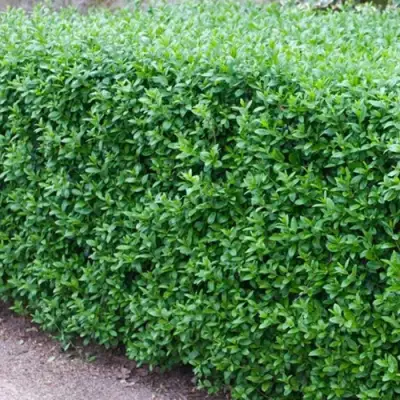 Бирючина обыкновенная АТРОВИРЕНС в Жлобине