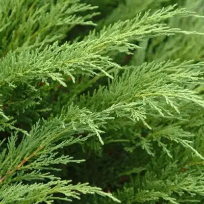 Можжевельник ТАМАРИСЦИФОЛИЯ казацкий  в Жлобине