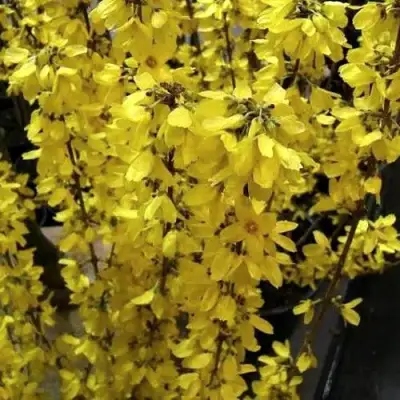 Форзиция ГОЛДРАУШ в Жлобине