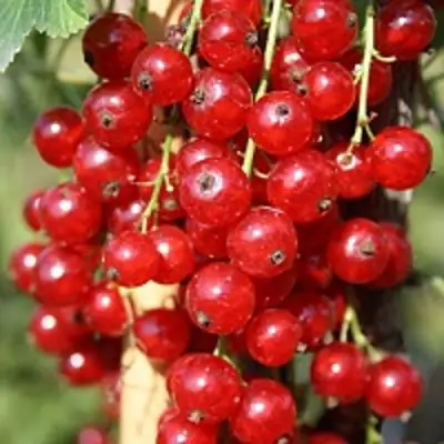 Смородина красная РОНДОМ в Жлобине