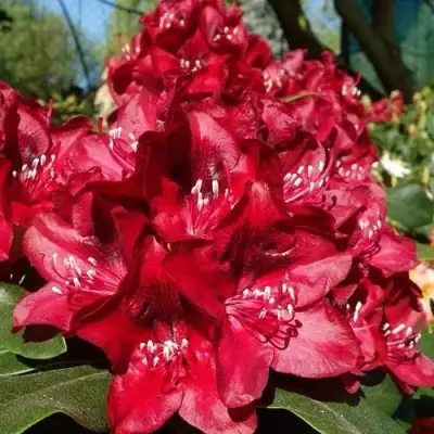 Рододендрон МАТАДОР в Жлобине