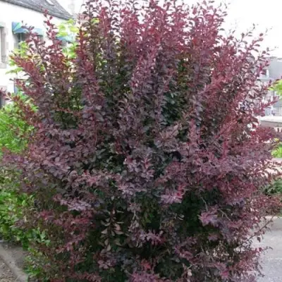 Барбарис АТРОПУРПУРЕА тунберга в Жлобине