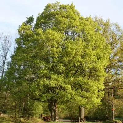 Клен полевой в Жлобине
