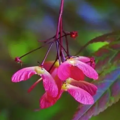 Клен пальмолистный в Жлобине