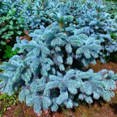 Ель СУПЕР БЛЮ СИДЛИНГ колючая в Жлобине