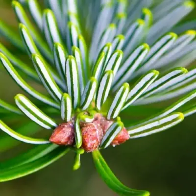Пихта белая в Жлобине