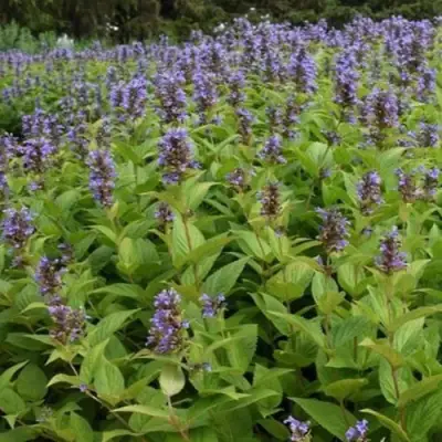 Котовник БЛЮ ДРИМС полусидячий в Жлобине