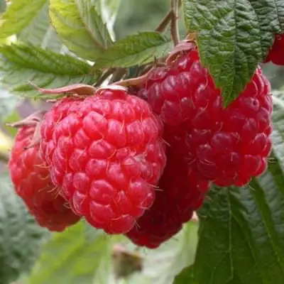 Малина ГЕРАКЛ в Жлобине