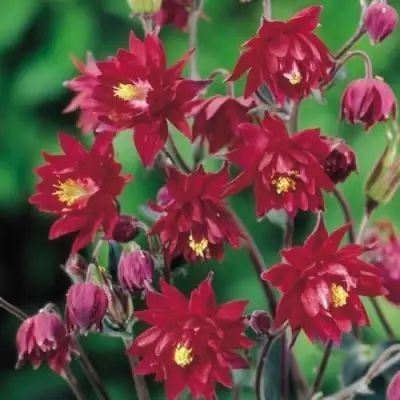 Аквилегия РУБИ ПОРТ обыкновенная в Жлобине