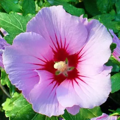 Гибискус ПИНК ФЛИРТ сирийский в Жлобине