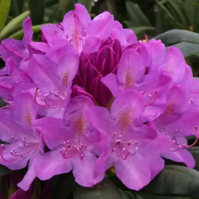 Рододендрон РОЗЕУМ ЭЛЕГАНС в Жлобине