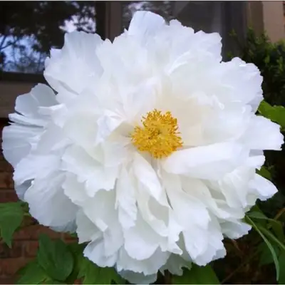 Пион БЕЛЫЙ НЕФРИТ древовидный в Жлобине