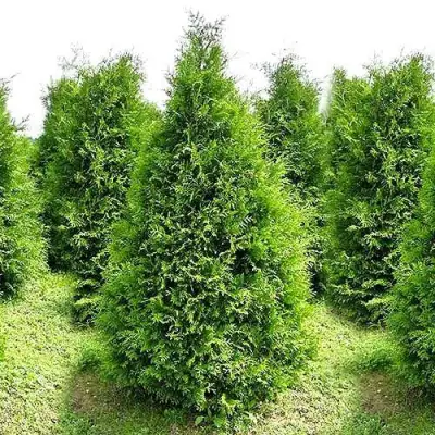 Туя БРАБАНТ западная в Жлобине