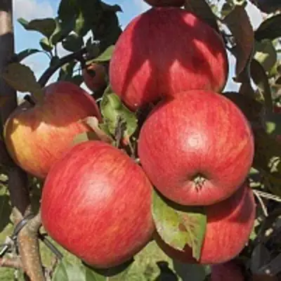 Яблоня ПЕРСИКОВАЯ в Жлобине