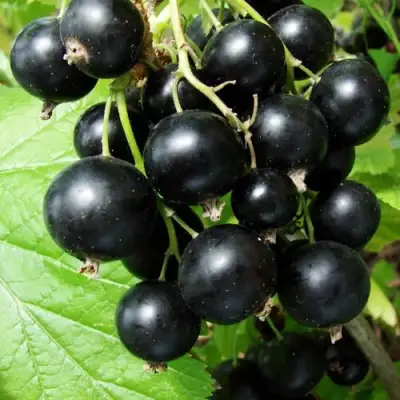 Смородина чёрная ЭКЗОТИКА в Жлобине