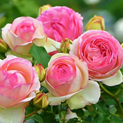 Роза ПЬЕР ДЕ РОНСАР плетистая в Жлобине