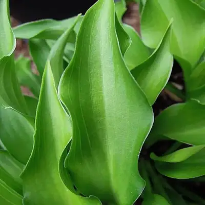 Хоста ГАРРИ ВАН ТРИЕР в Жлобине