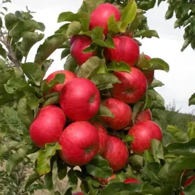 Яблоня ТРАЙДЕНТ колонновидная в Жлобине