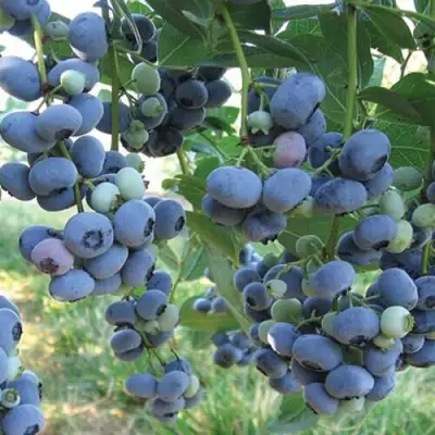 Голубика ЛИБЕРТИ в Жлобине