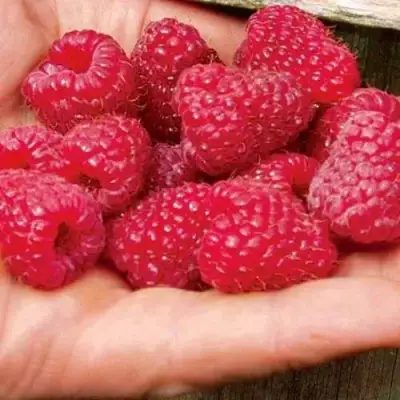 Малина ДЖОАН ДЖИ (ДЖОАН ДЖЕЙ) в Жлобине