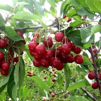Вишня ТУРГЕНЕВКА в Жлобине
