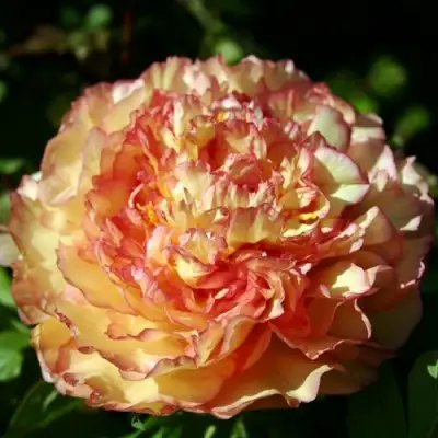 Пион ЗОЛОТАЯ РОССЫПЬ древовидный в Жлобине