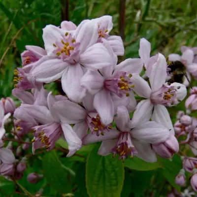 Дейция МОУНТ РОУЗ в Жлобине