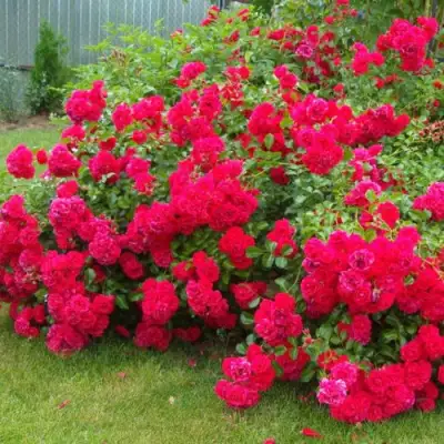 Роза РАДОСТЬ САДОВНИКА (ГАРТЕН ФРОЙДЕ) почвопокровная в Жлобине